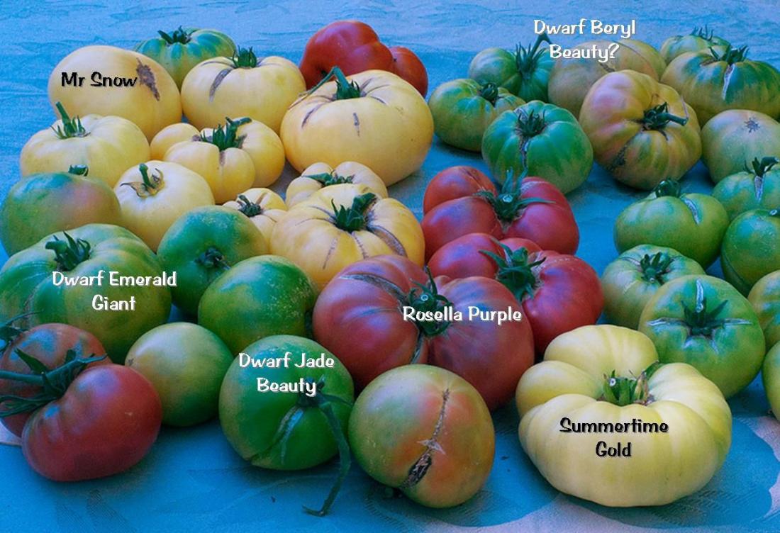 Dwarf tomatoe 6 varieties.jpg