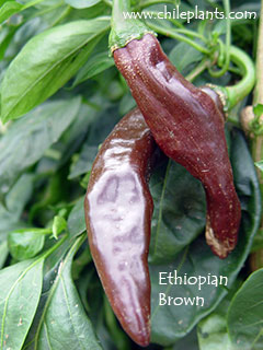 ethiopian-brown-pepper-plants.jpg