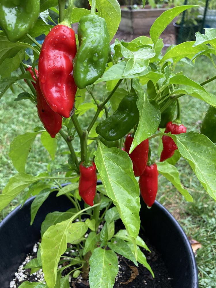 fatalii.jpg