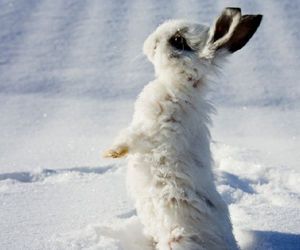 fba8a51b13f3b8ecea9f47f229bbd367--snow-bunnies-winter (2).jpg