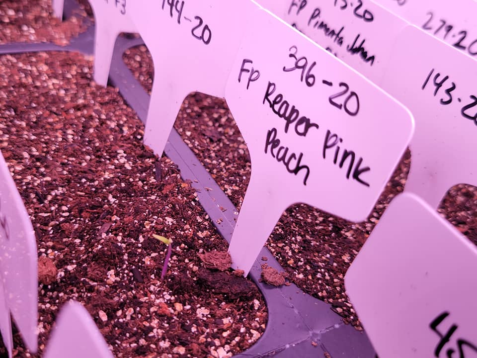 First Sprout FP Reaper Pink Peach.jpg