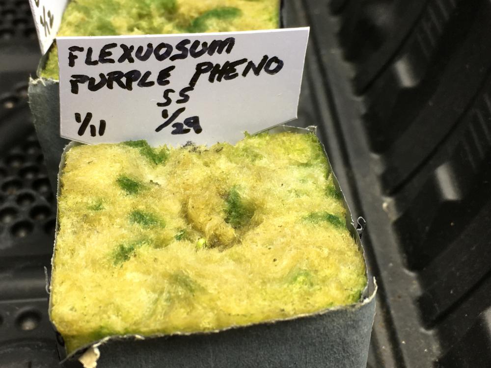 Flexuosum Purple.jpg