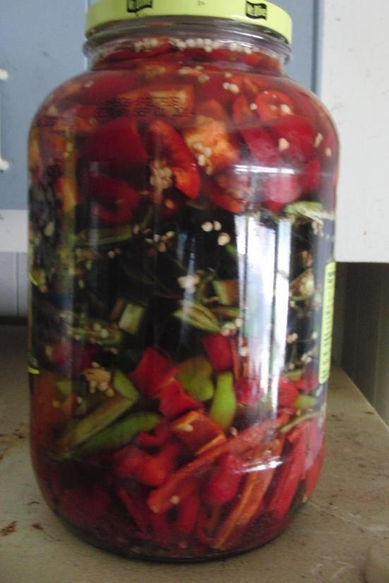 Gallon of pepper fermenting.JPG