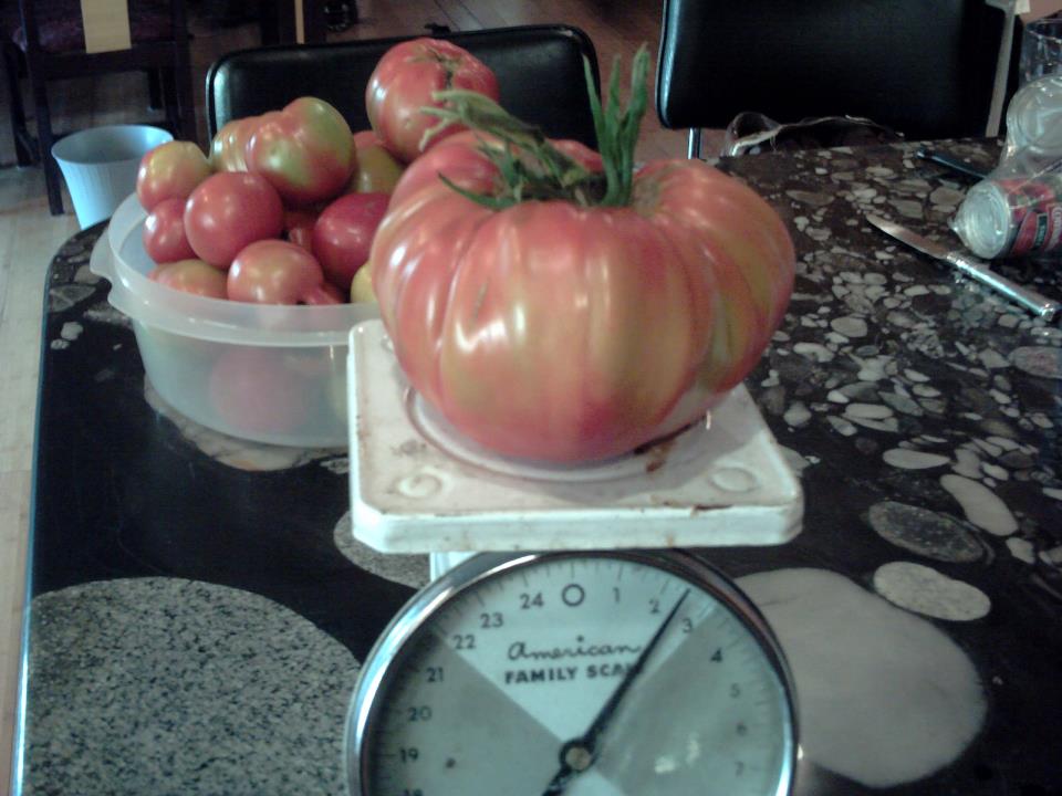 Giant tomato James Ferrigno 2 1 2 lb. tomato.jpg