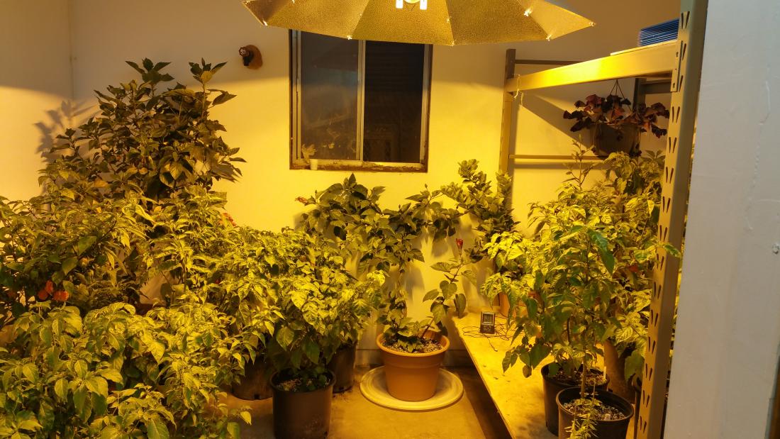 grow room 2.jpg