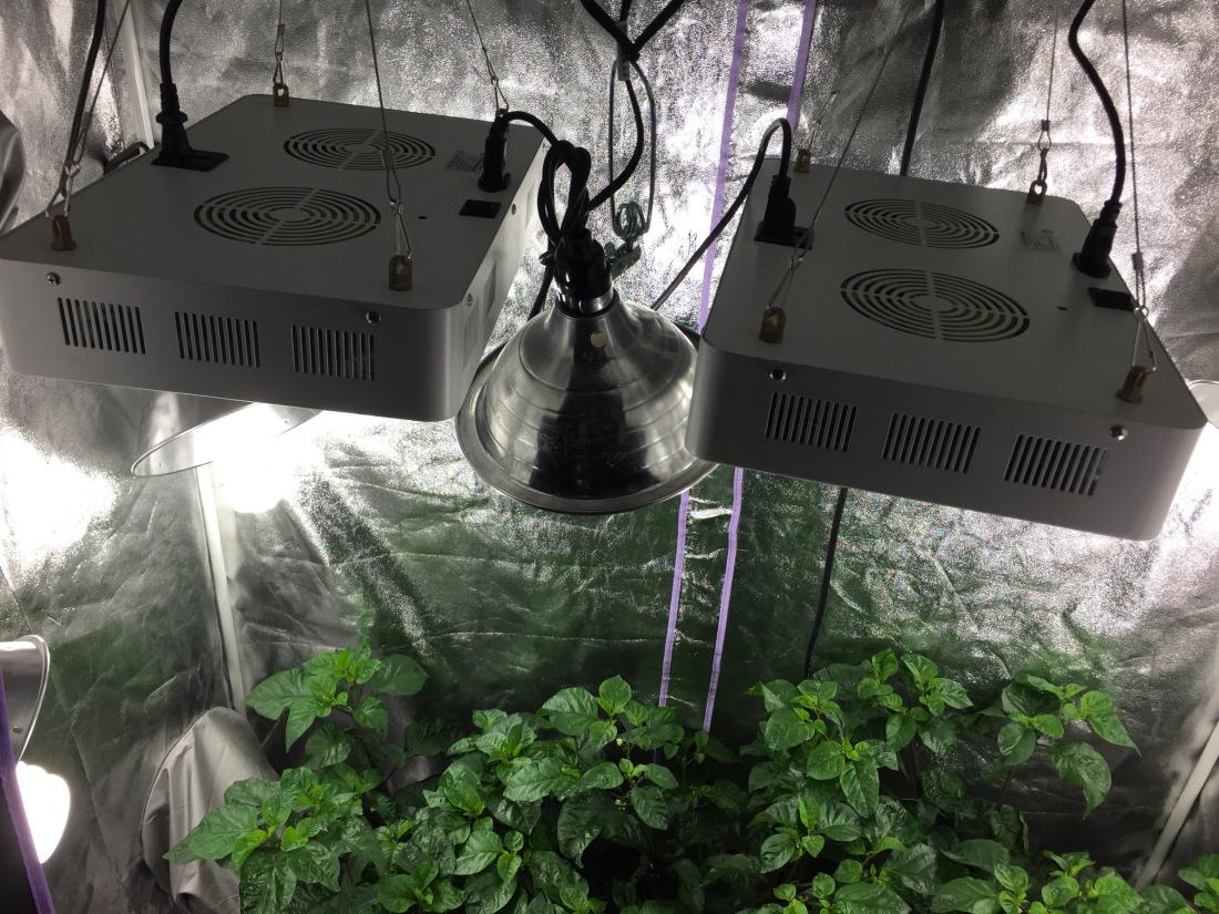 grow-tent-lights-03.jpg