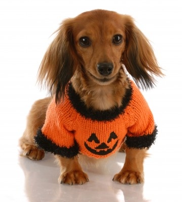 halloween+weenie+dog.jpg