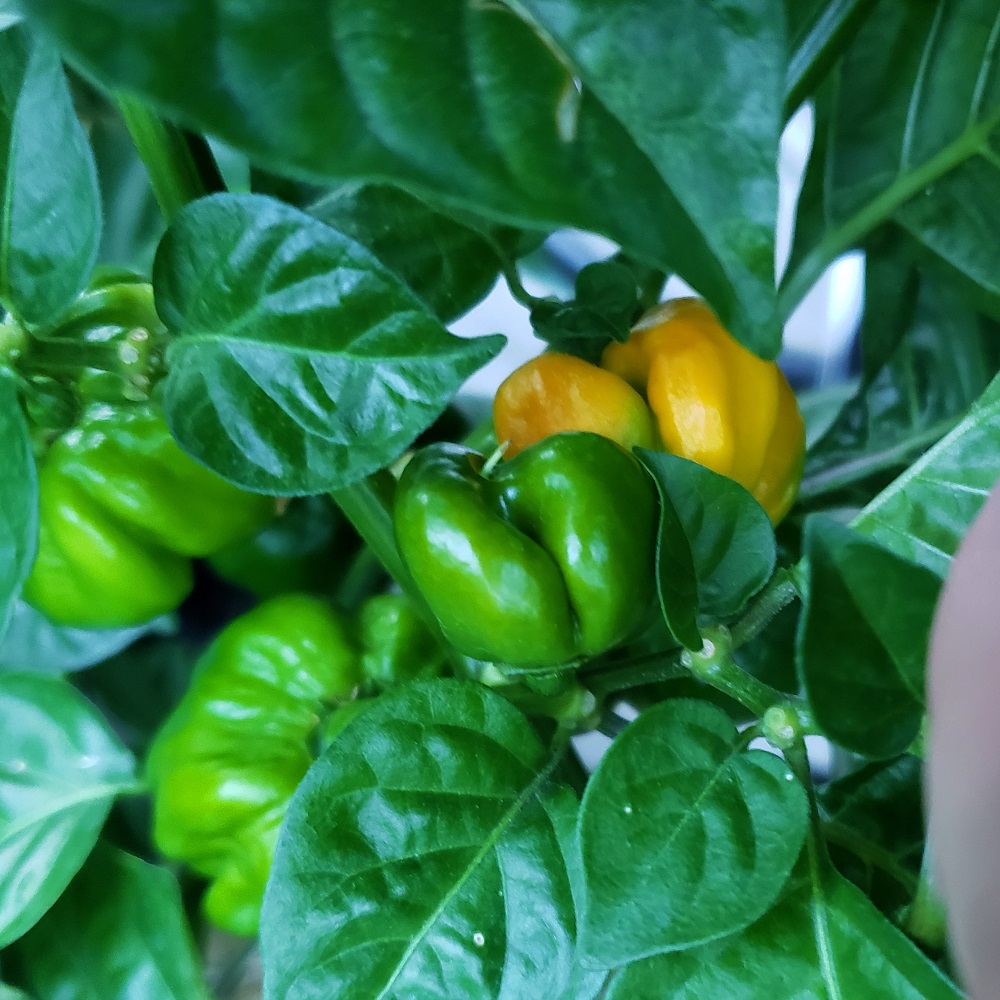 Hippy Safi Scotch Bonnet.jpg