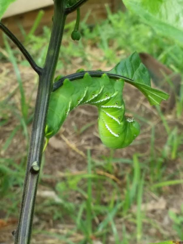 horned caterpillar 1.jpg