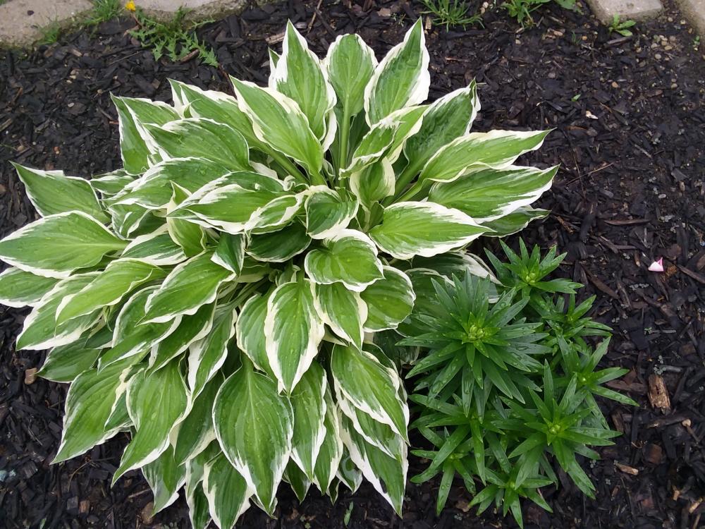 hosta 2.jpg