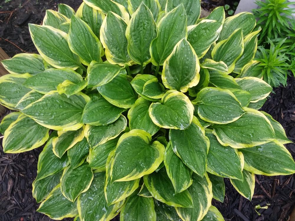 hosta.jpg