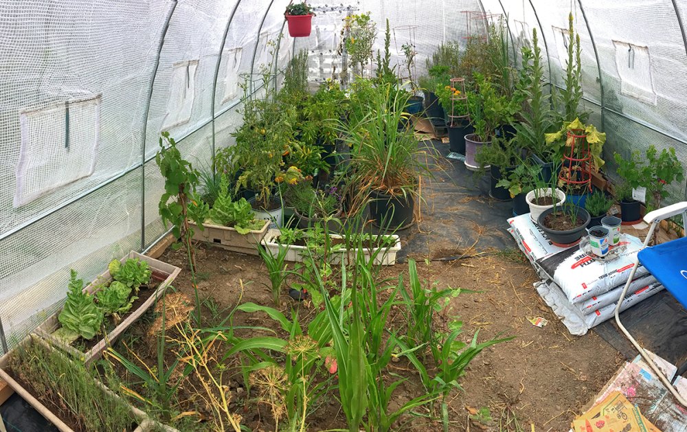 IMG_1979_Greenhouse-1200.jpg