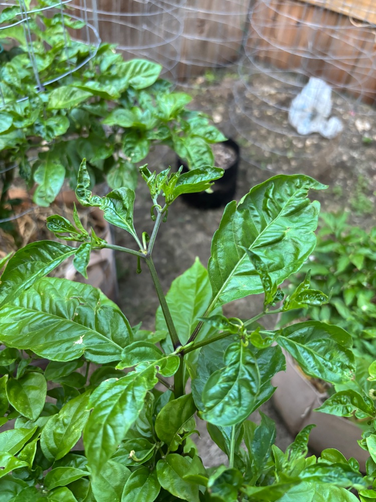 IMG_3113.jpeg