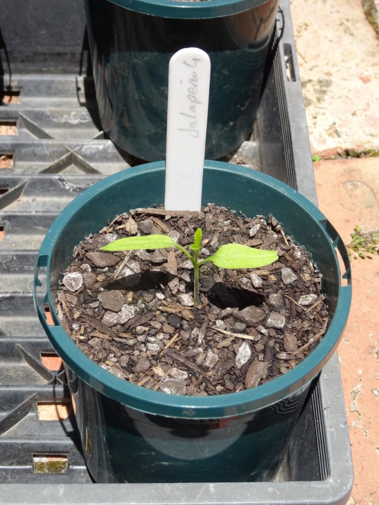 Jalapeno seedling 1.jpg