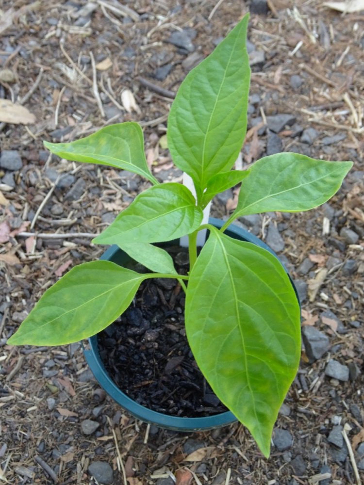 Jalapeno seedling 3.jpg