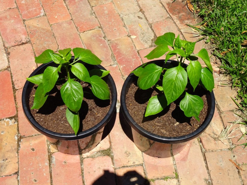 Jalapenos pots 1.jpg