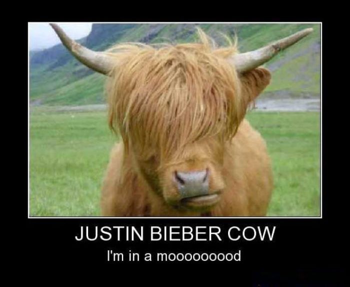 justin-bieber-cow_1348946475.jpg