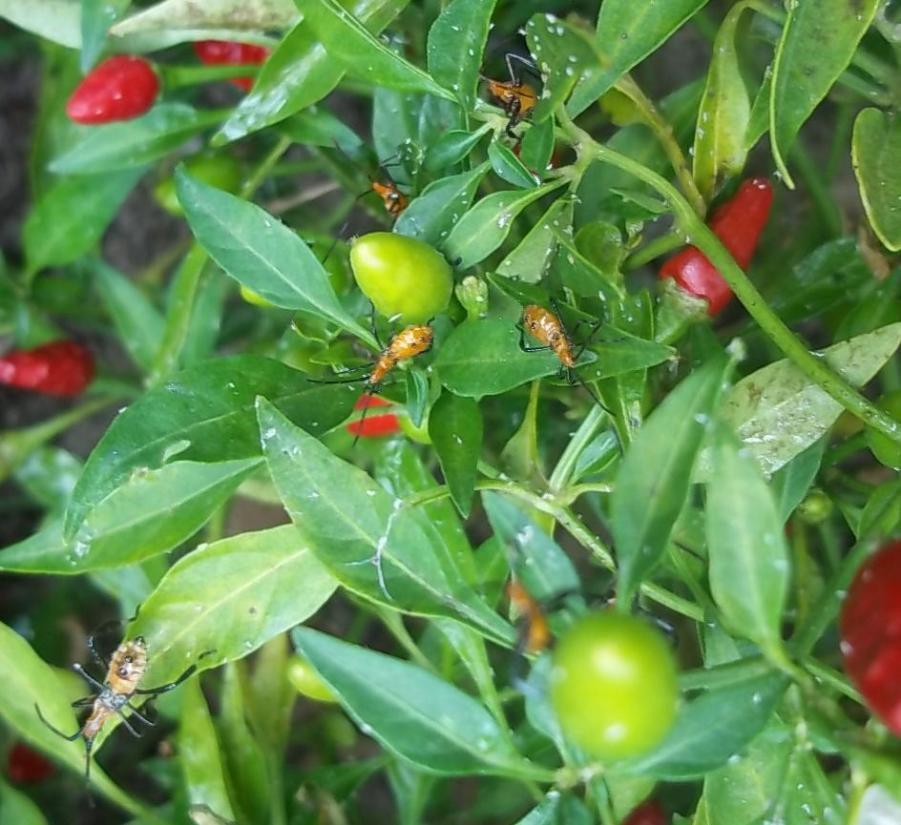 leaf footed bugs.JPG