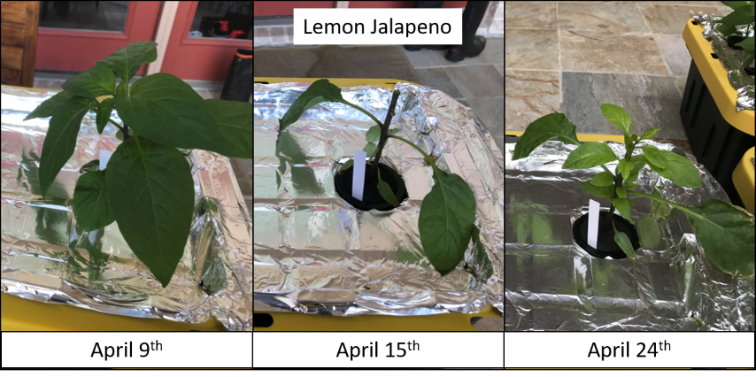 Lemon Jalapeno April (Small).png
