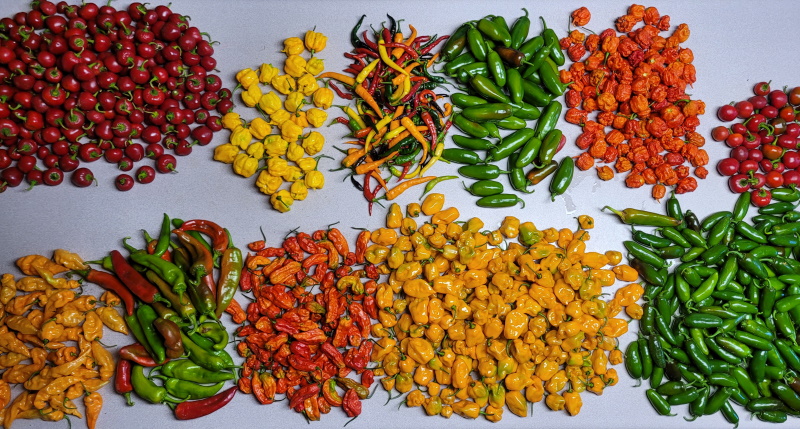 lotsa-peppers.jpg