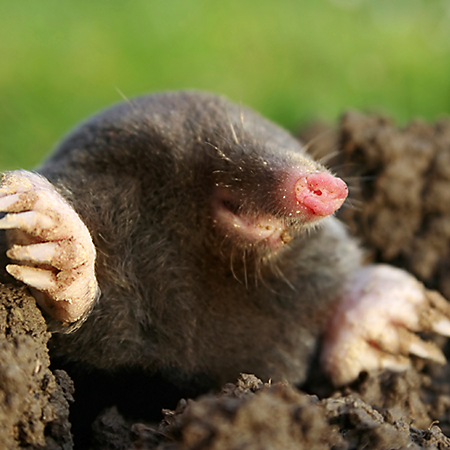 mole.png