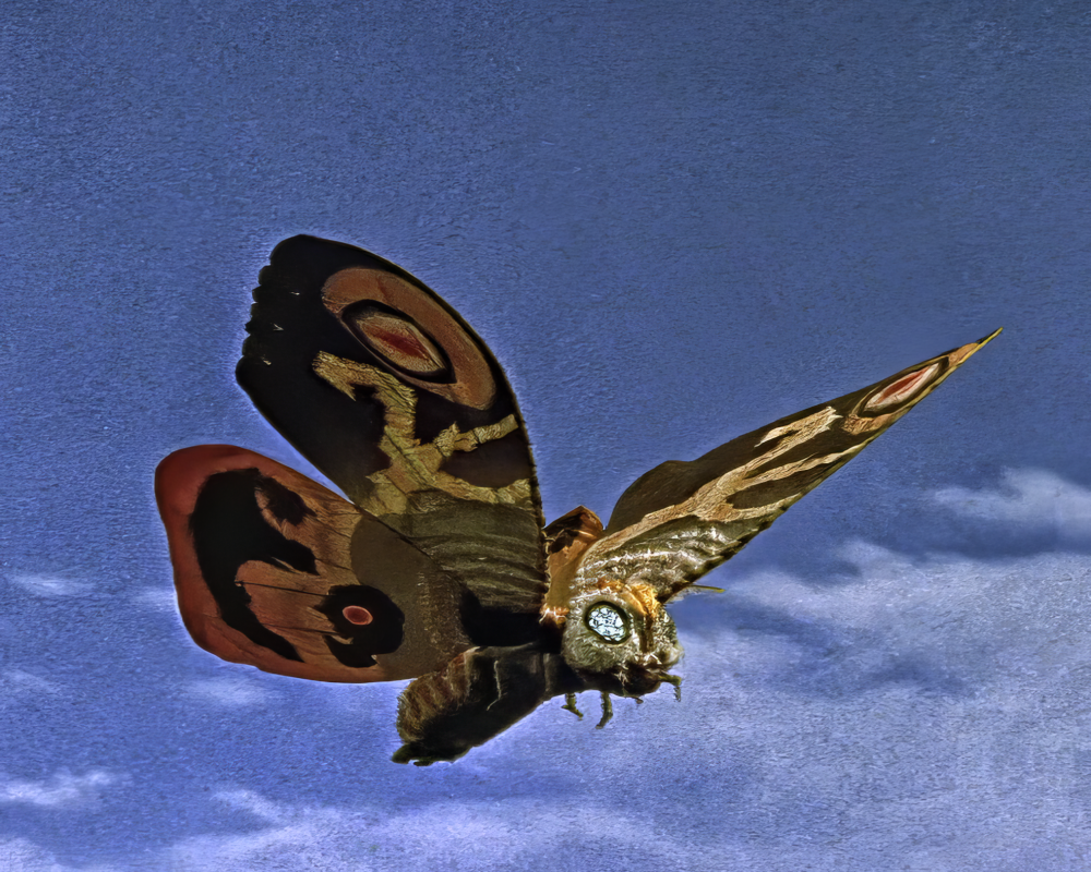 Mothra-1961-4.png