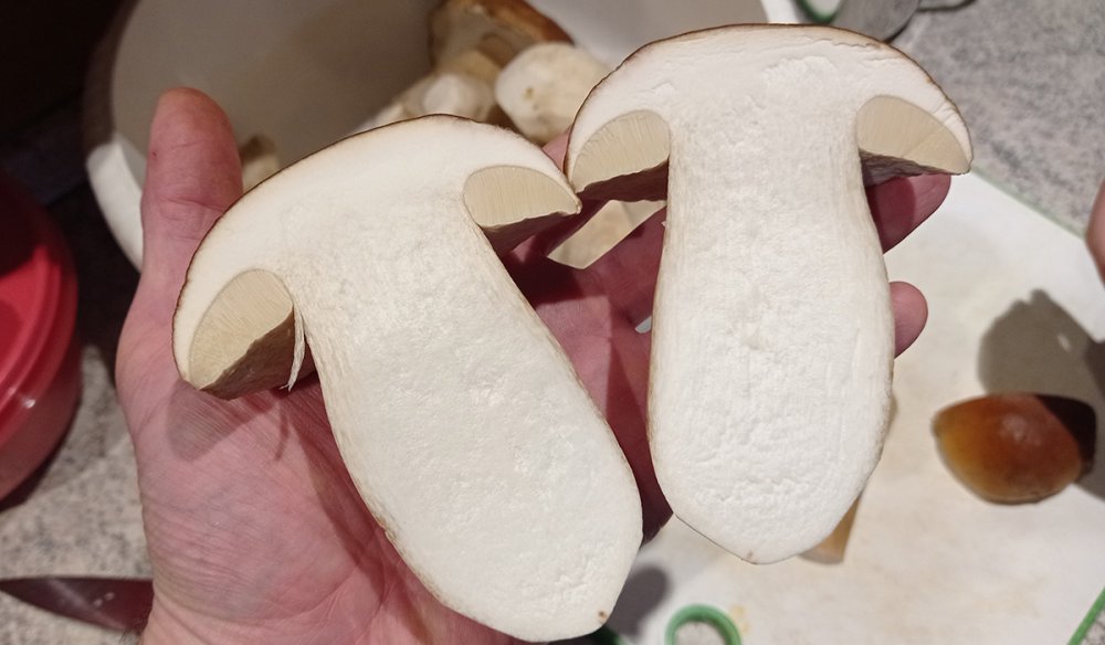mushroomhalf.jpg
