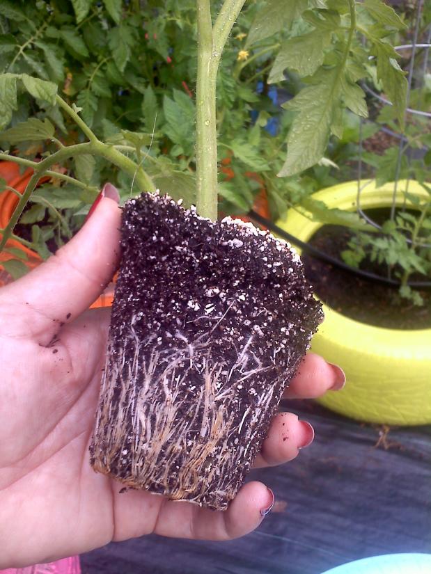 MycoBlast Cust. Michele williams w humongeous tomato roots.jpg