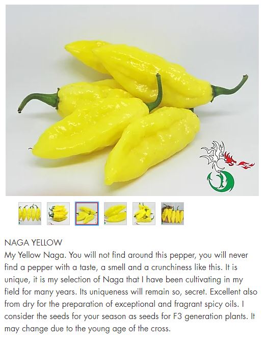 Naga_yellow3.JPG