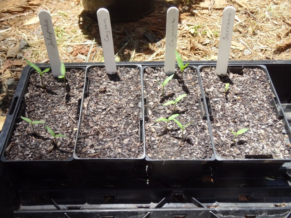 New seedlings 1.jpg