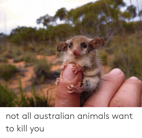 not-all-australian-animals-want-to-kill-you-43450383.png