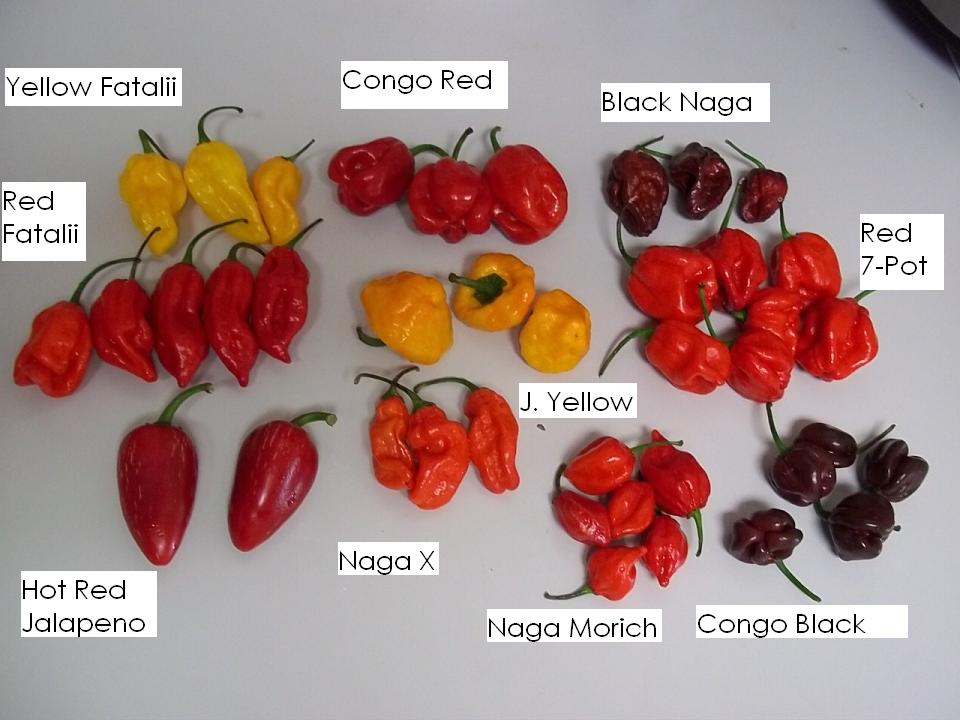 oct peppers for sale1.JPG
