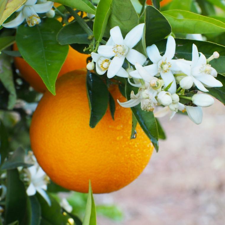 orange tree.jpg