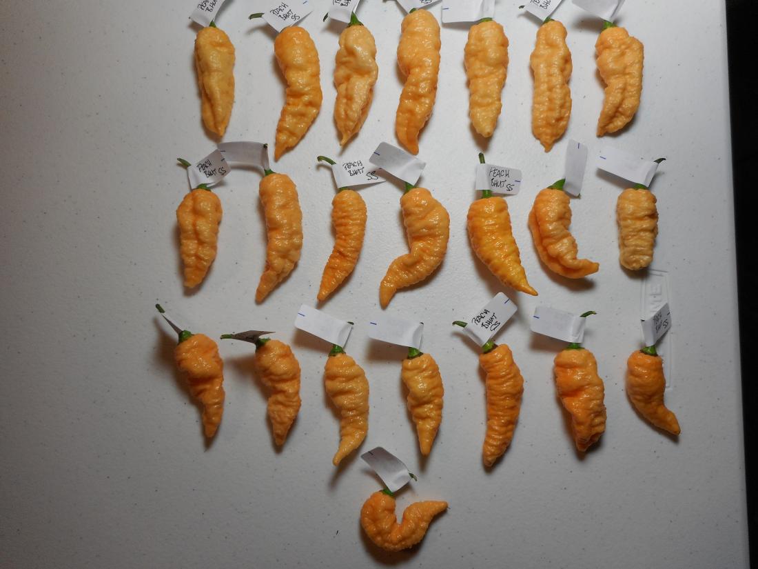 Peach Bhut SS 4.JPG