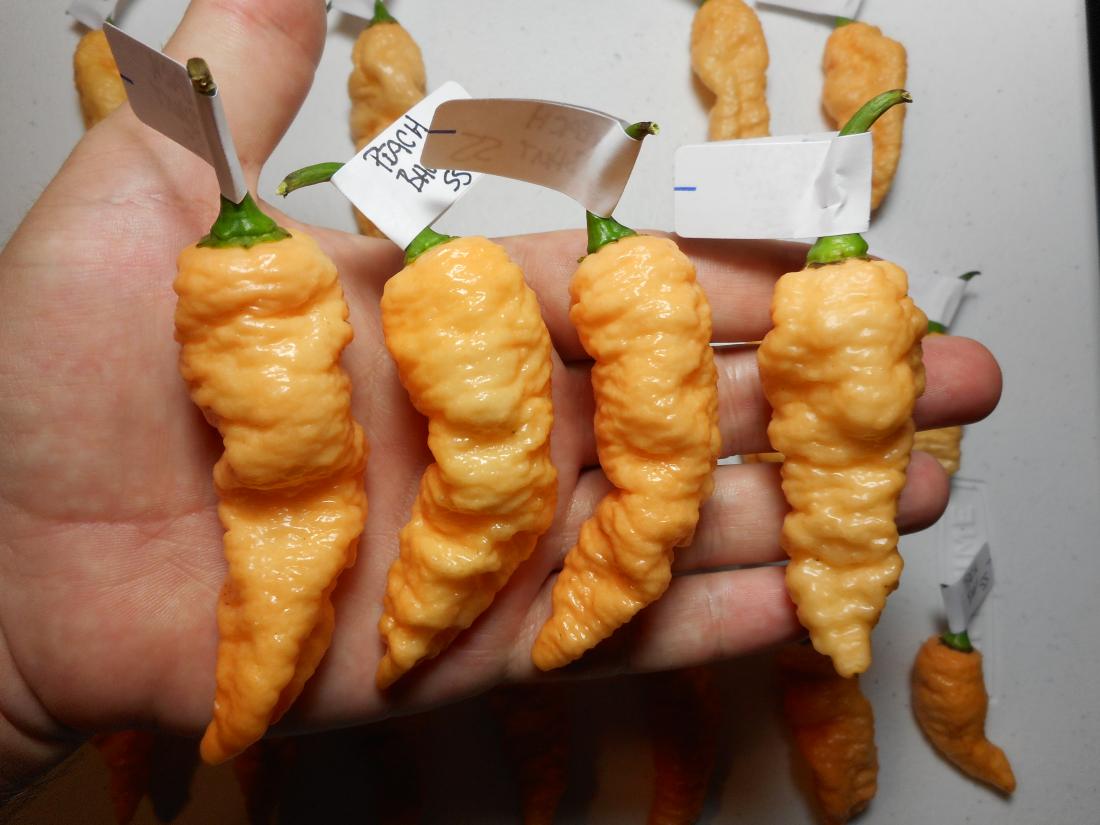 Peach Bhut SS 8.JPG