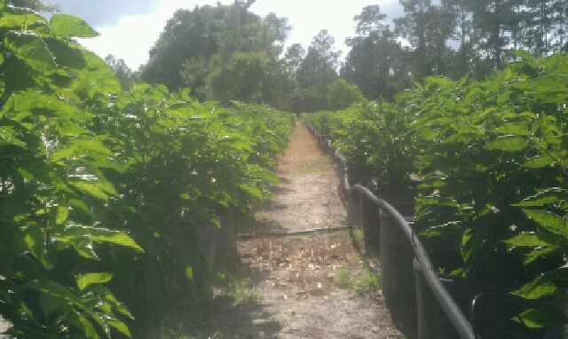 pepper farm 2.jpg