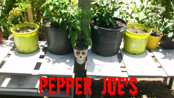 pepper joe logo.jpg