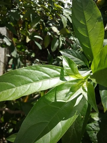 pepper leaf small.jpg
