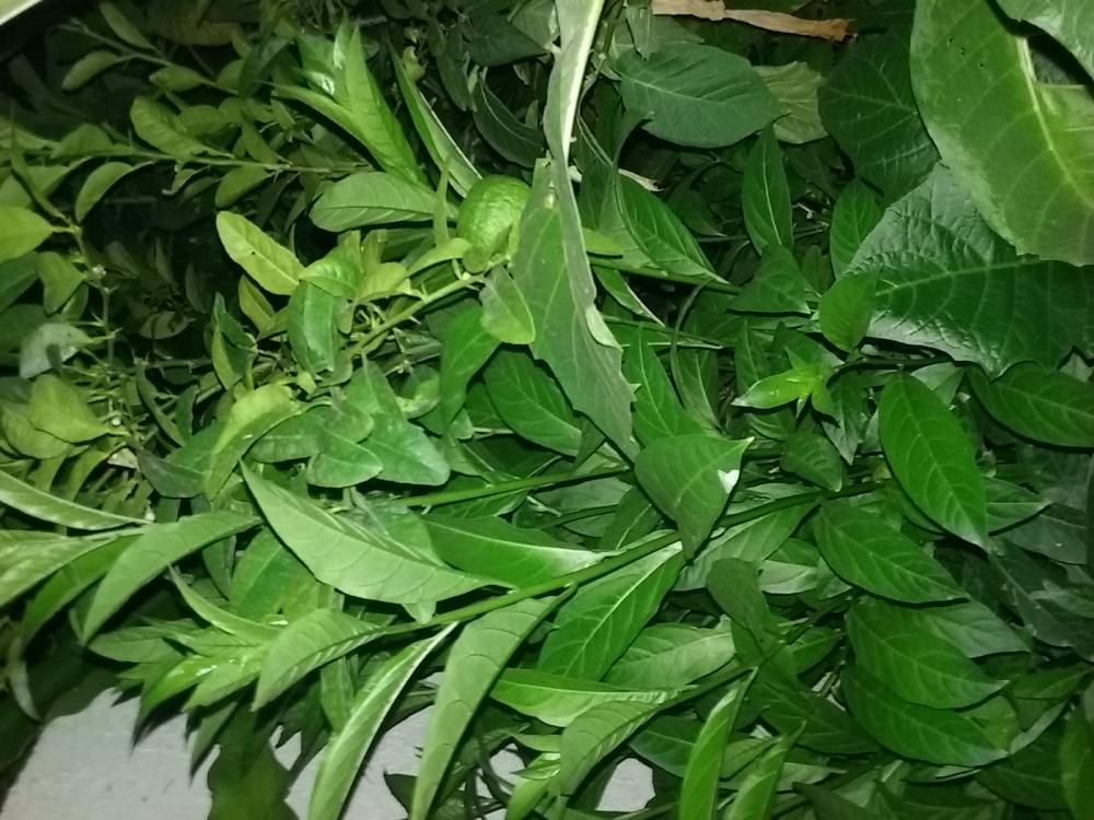 pepper plant 2.jpg