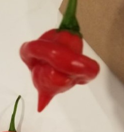 pepper1b.jpg