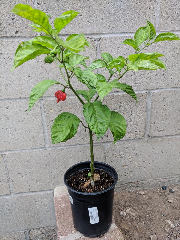 pepperplant.jpg