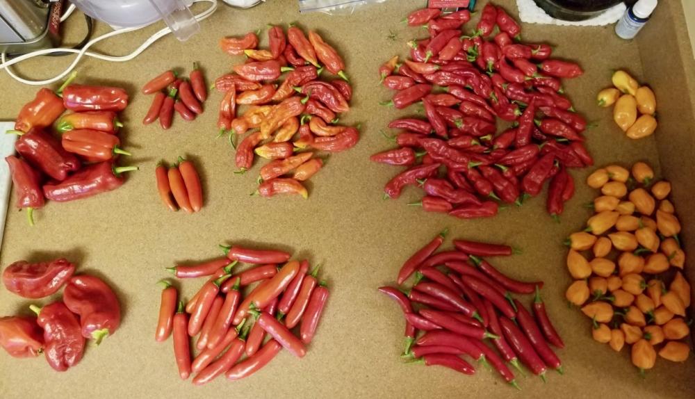 peppers to dry.jpg