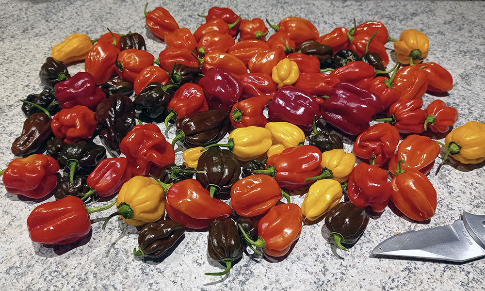 peppers01112021.jpg