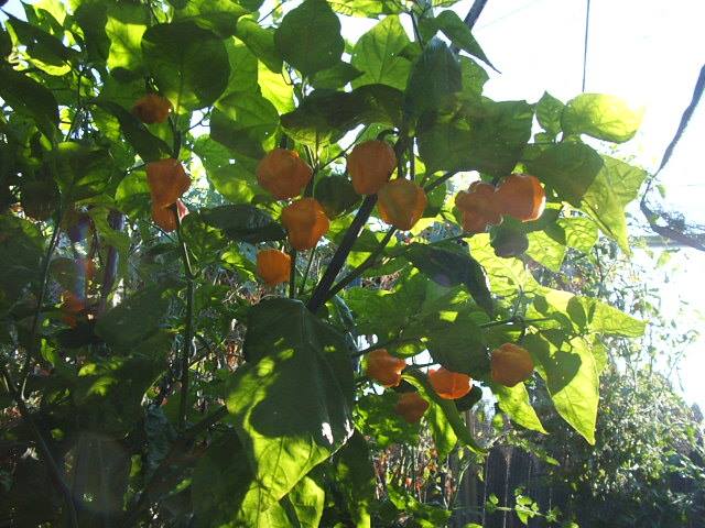 peppers_in_erins_garden_2.jpg