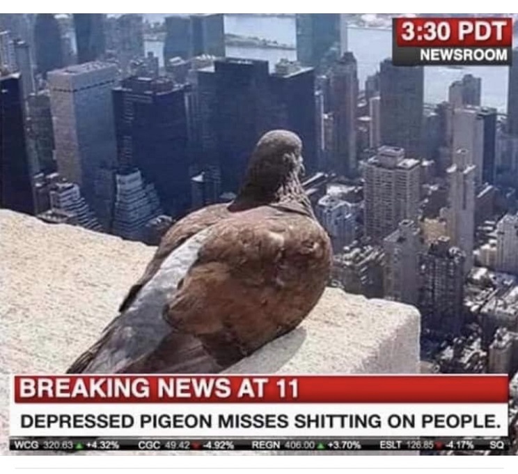 pigeon.jpg