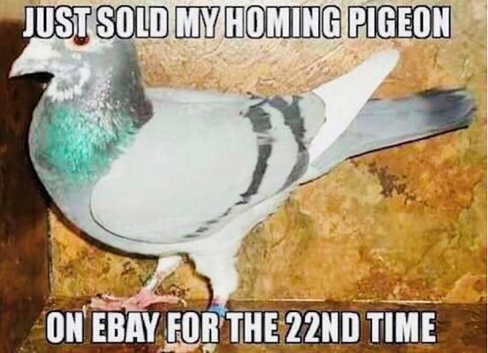 pigeon_a.jpg