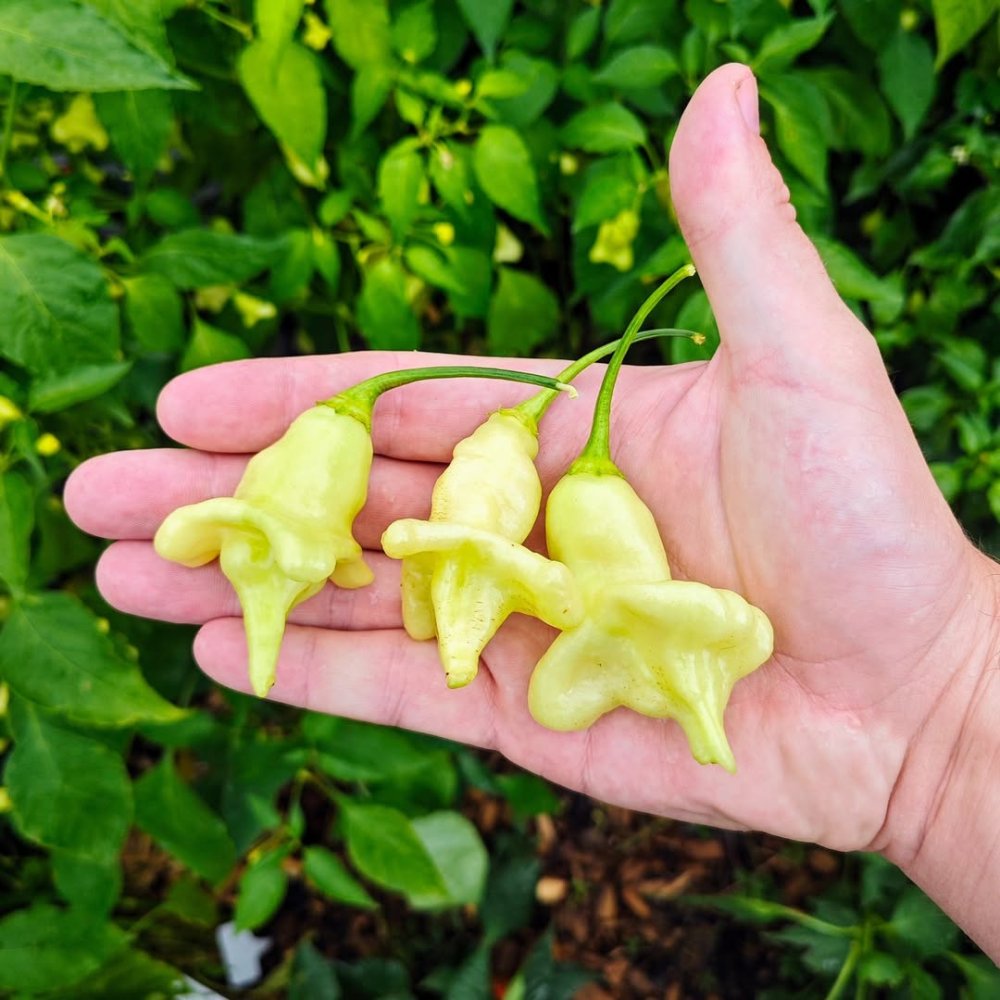 Piment Aji ConfusionCette variété de piment risque bien de vous surprendre à plus d'un titr...jpg