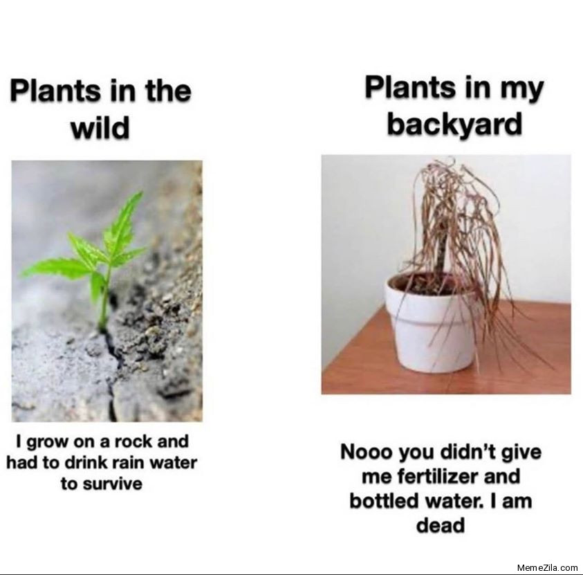 Plants-in-the-wild-vs-Plants-in-the-backyard-meme-5627.jpg
