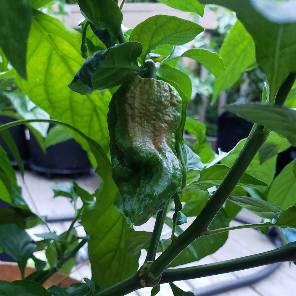 Puckerbutt Bhut Jolokia.jpg