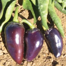 purple jalapeno.jpg